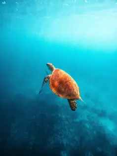 Tortuga